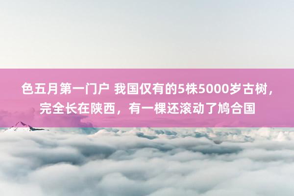 色五月第一门户 我国仅有的5株5000岁古树，完全长在陕西，有一棵还滚动了鸠合国