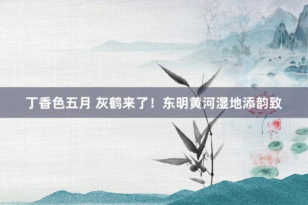 丁香色五月 灰鹤来了！东明黄河湿地添韵致