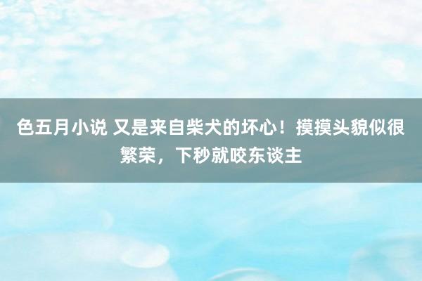 色五月小说 又是来自柴犬的坏心！摸摸头貌似很繁荣，下秒就咬东谈主